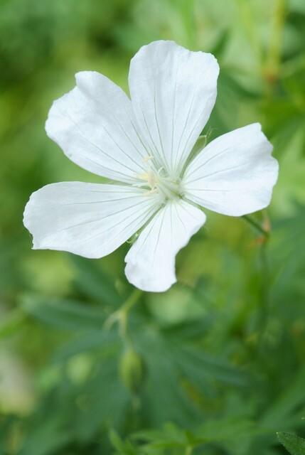 6x Geranium sang. 'Album' - ↕10-25cm - Ø9cm