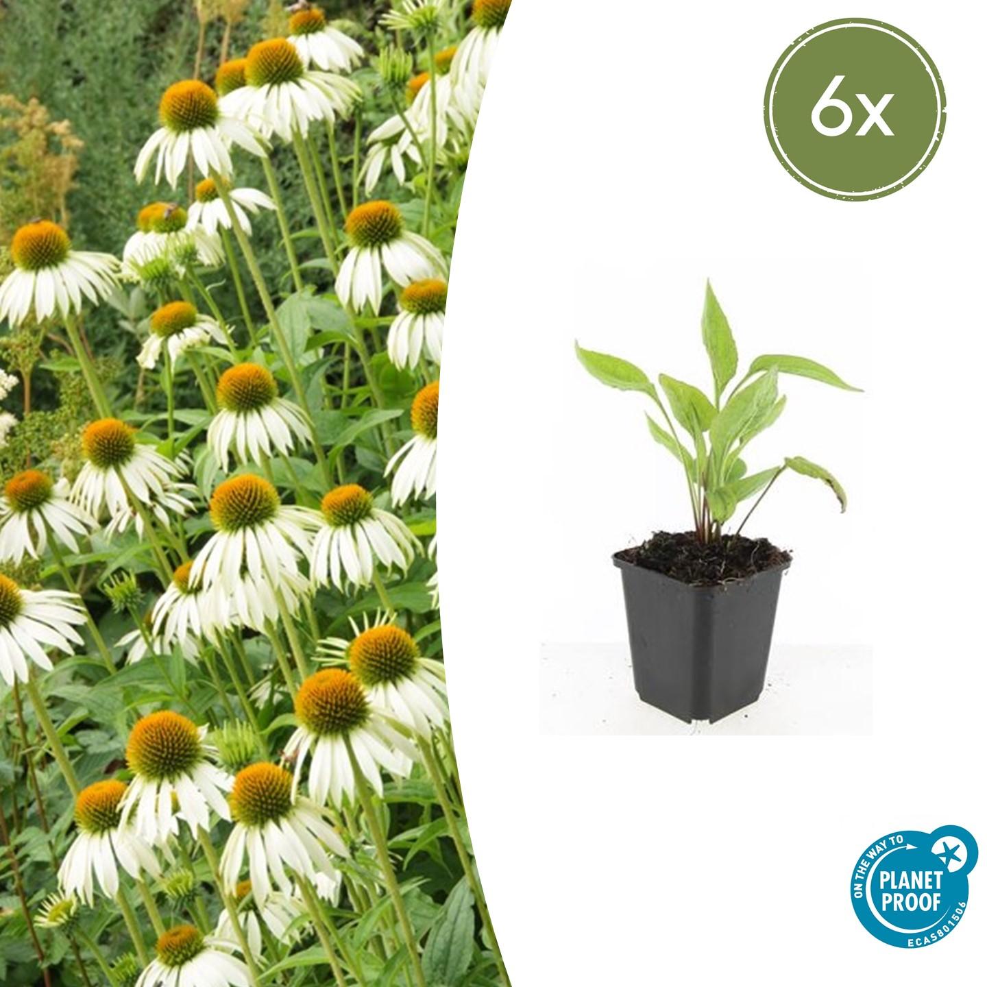 6x Echinacea p. 'White Swan' - ↕10-25cm - Ø9cm