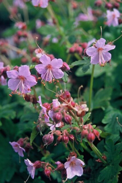 6x Geranium macrorrhizum - ↕10-25cm - Ø9cm