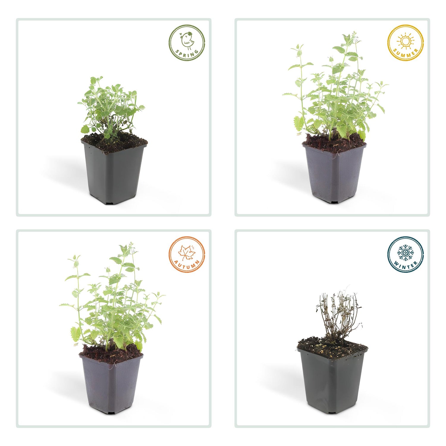 6x Nepeta 'Six Hills Giant' - ↕10-25cm - Ø9cm
