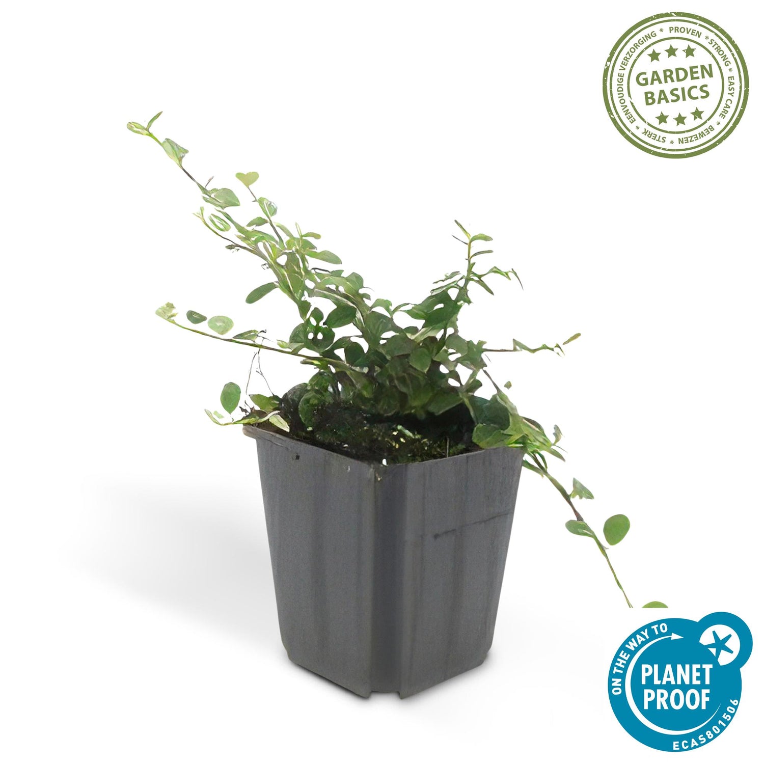 6x Cotoneaster pr. 'Queen of Carpets' - ↕10-25cm - Ø9cm