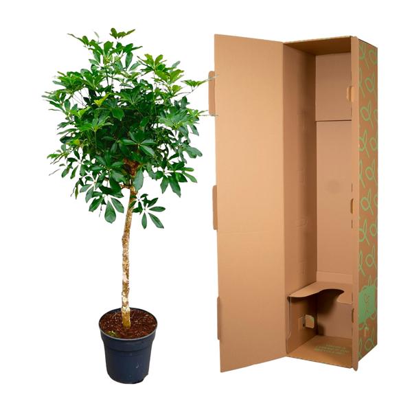 Schefflera op stam - 180cm - ø35
