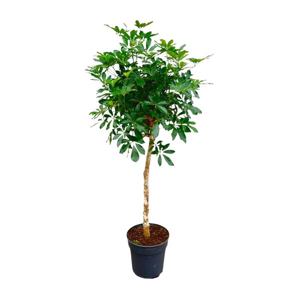 Schefflera op stam - 180cm - ø35