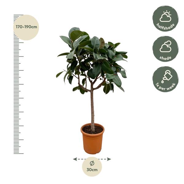 Ficus Elastica Robusta op stam - 200 cm - ø40