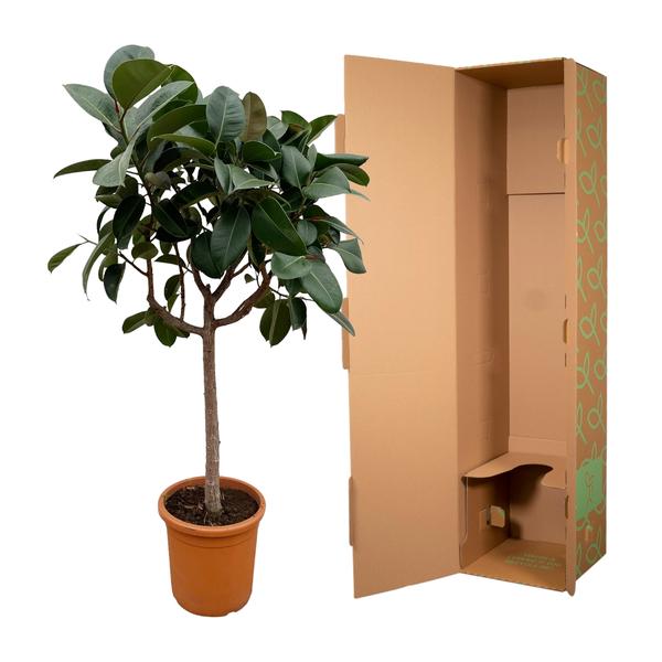 Ficus Elastica Robusta op stam - 200 cm - ø40