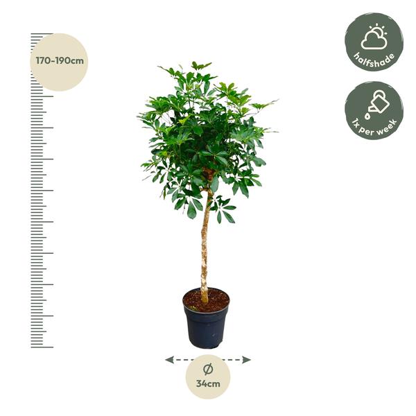 Schefflera op stam - 180cm - ø35